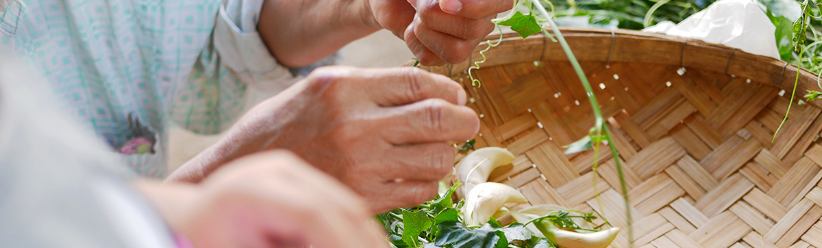 Old and young person picking beans